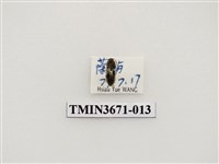 藏品(叩頭蟲(2))的圖片